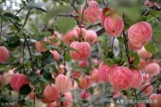 电商文案
:怎样编一个好的文案，把苹果卖出去？