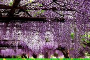 紫藤萝瀑布写作背景(紫藤萝瀑布写作背景是什么)