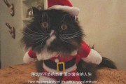 走心文案高质量的短句(爱情走心文案高质量的短句)