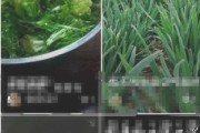 抖音如何直播游戏
:抖音火山版直播怎么玩游戏？