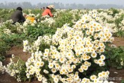 农村药材种植
:在农村，种植药材好还是种植庄稼好？