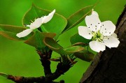 梨花什么季节开(梨花什么季节开什么时候结果)