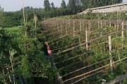 最新致富项目
:有两亩地，有几间房屋，有电，有水，家在农村，想寻找个致富项目，适合做什么呢？