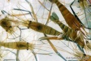 虾币
:豆渣喂对虾好吗？