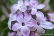 丁香花是什么颜色的
:五瓣的丁香花，代表什么意思？