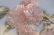 和花有关的文案(和花有关的文案,祝元旦快乐)