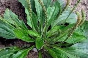 路小遗
:农村路旁常见的车前草，竟然成了宝贝，它究竟有什么作用？