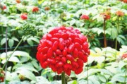 种植药材利润
:想种植中药材，什么品种不愁销路？产量高，利润大些？