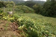 国家扶持项目
:国家扶持的养殖项目有哪些?农村养殖业什么最赚钱？