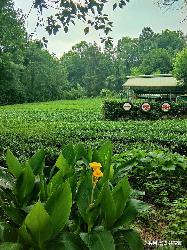 卖茶叶赚钱吗
:茶好挣钱吗？