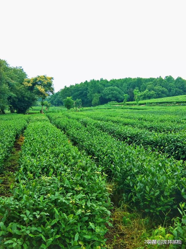 卖茶叶赚钱吗
:茶好挣钱吗？