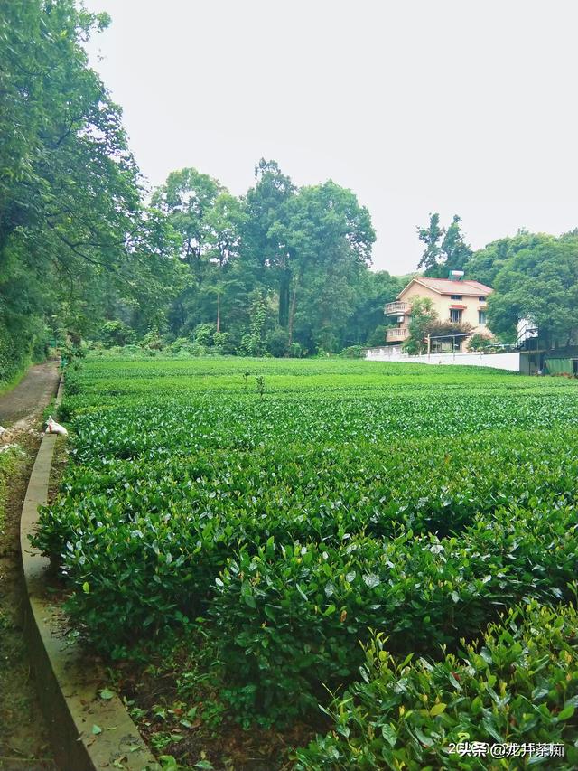 卖茶叶赚钱吗
:茶好挣钱吗？