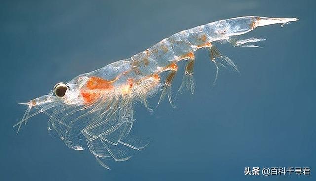 知虾
:磷虾堪比哺育地球生命的粮食，人类会把磷虾吃光吗？