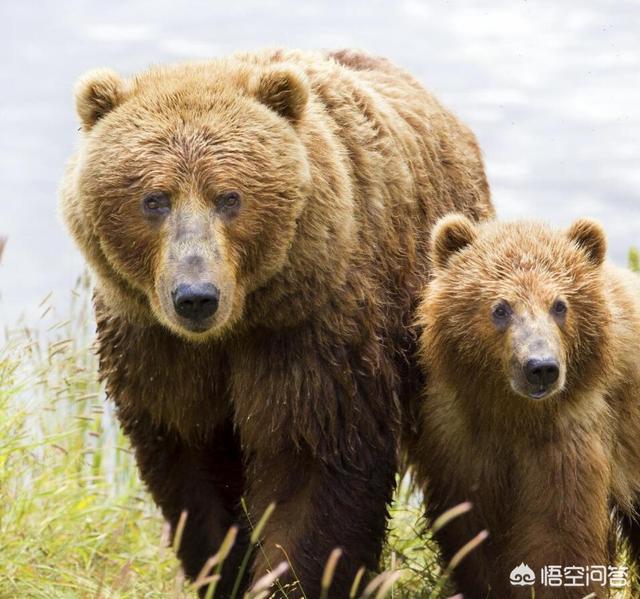 鹰熊汇
:科迪亚克棕熊和东北虎谁更厉害？