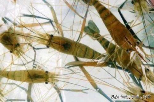 虾币
:豆渣喂对虾好吗？