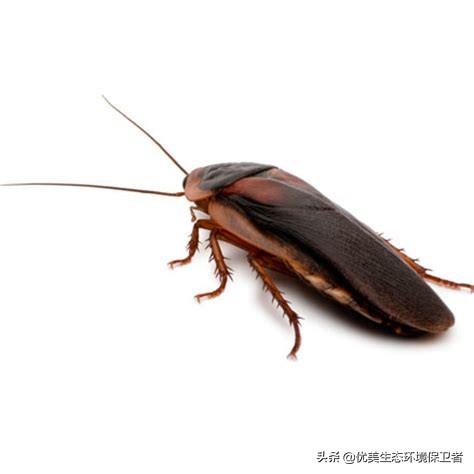 小强干货
:蟑螂是“打不死的小强”，生命力到底有多顽强？