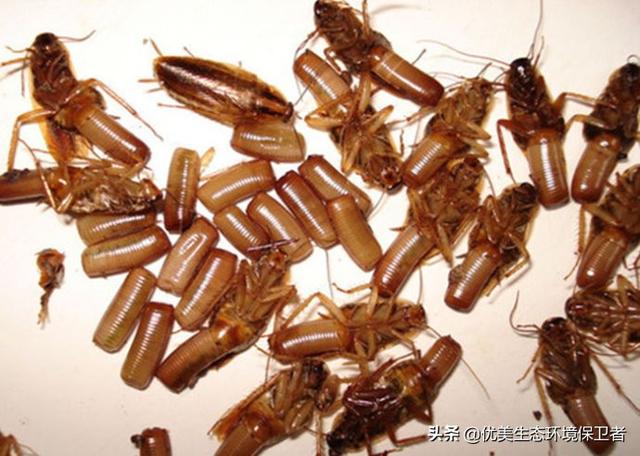小强干货
:蟑螂是“打不死的小强”，生命力到底有多顽强？