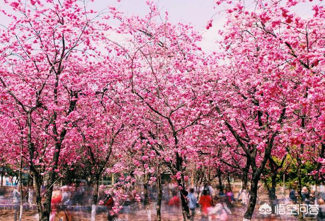 云南鲜花
:为什么昆明的鲜花那么便宜？
