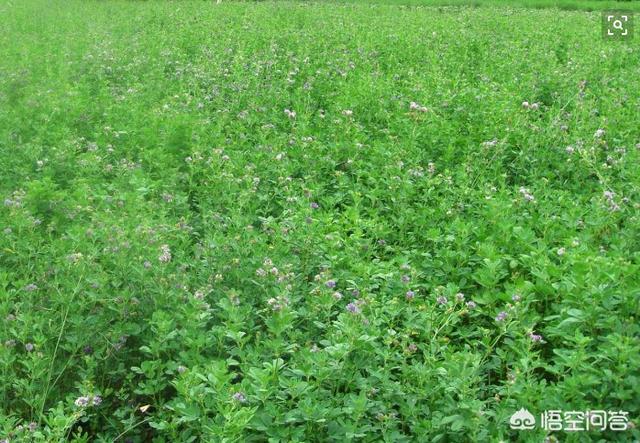被种草是什么意思
:现在农村很多地方选择种草来养牛，那么，种草真的起作用吗，有哪些好处？