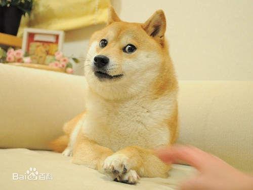宠物博主
:网红宠物有哪些？