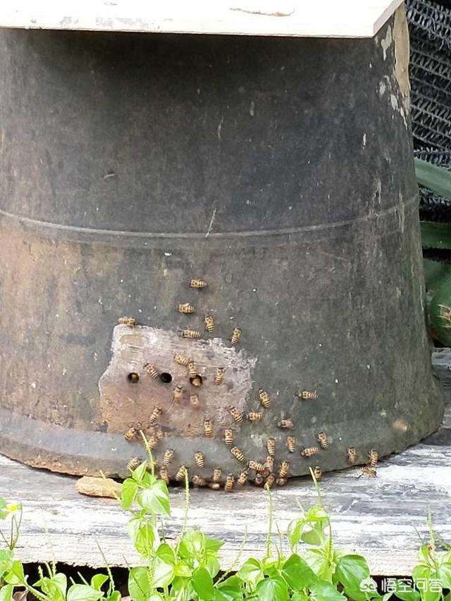活动形式怎么写
:蜜蜂的活动方式是怎样的？