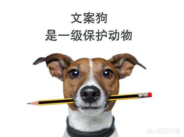 文案发烧
:文案能分多少种？比如：产品文案、品牌文案？