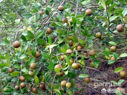最紧缺养殖业
:目前在农村做哪些种植业、养殖业的项目最有前景呢？