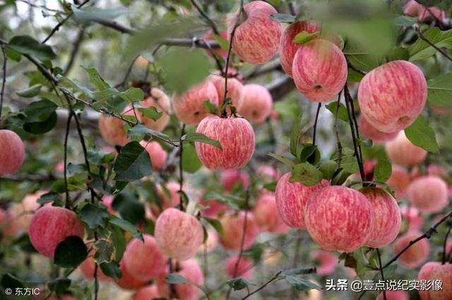 电商文案
:怎样编一个好的文案，把苹果卖出去？