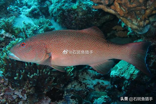 龙趸和石斑鱼区别
:怎样做石斑鱼呢？石斑鱼确实有毒吗？