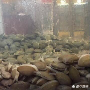 海怎么读
:花蛤、蛏子、蚬子、蚶子、蛤蜊、海瓜子、贝壳都有什么区别？