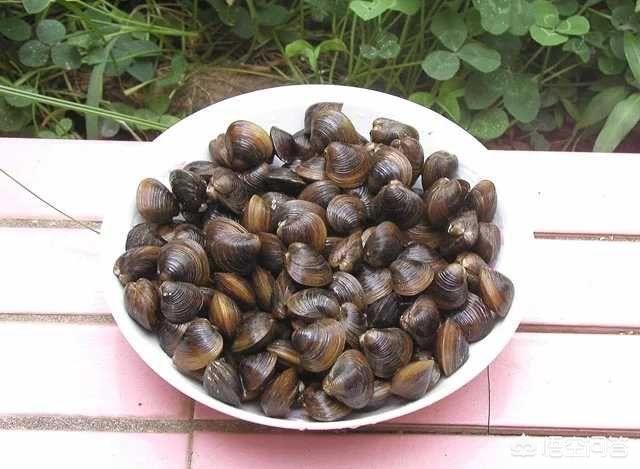 海怎么读
:花蛤、蛏子、蚬子、蚶子、蛤蜊、海瓜子、贝壳都有什么区别？