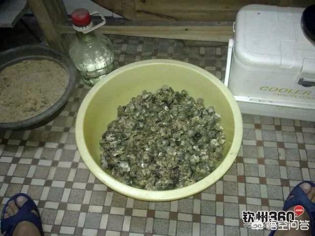 海怎么读
:花蛤、蛏子、蚬子、蚶子、蛤蜊、海瓜子、贝壳都有什么区别？