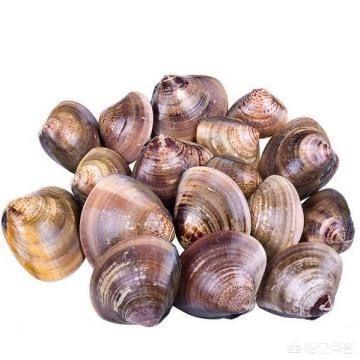 海怎么读
:花蛤、蛏子、蚬子、蚶子、蛤蜊、海瓜子、贝壳都有什么区别？