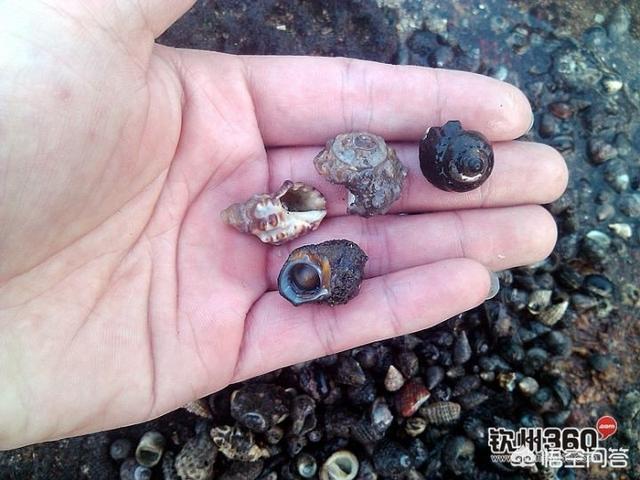 海怎么读
:花蛤、蛏子、蚬子、蚶子、蛤蜊、海瓜子、贝壳都有什么区别？