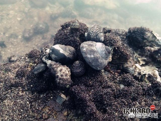 海怎么读
:花蛤、蛏子、蚬子、蚶子、蛤蜊、海瓜子、贝壳都有什么区别？