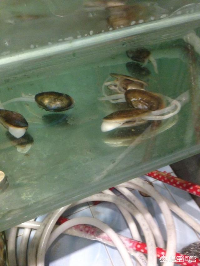 海怎么读
:花蛤、蛏子、蚬子、蚶子、蛤蜊、海瓜子、贝壳都有什么区别？