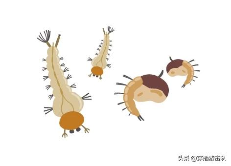 蜉蝣是什么
:蜉蝣为什么只能活一天？