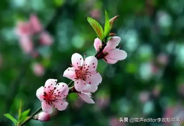 广告式式营销
:广告和宣传有什么区别？