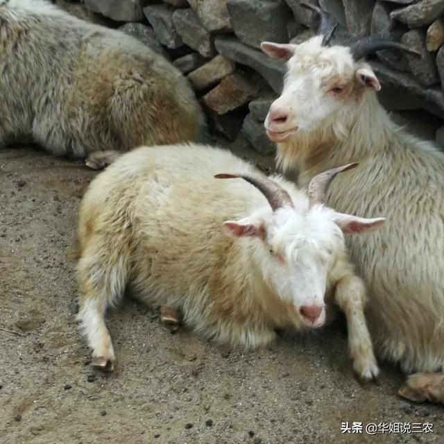 适合农村养殖
:大山农村适合养殖什么？
