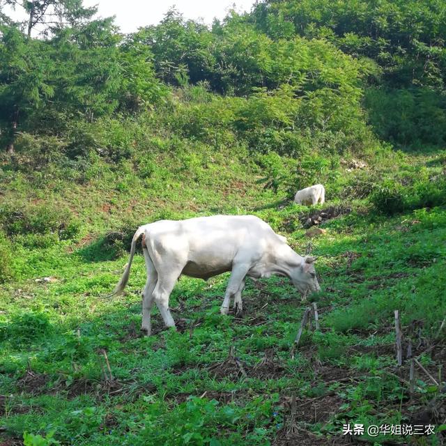 适合农村养殖
:大山农村适合养殖什么？