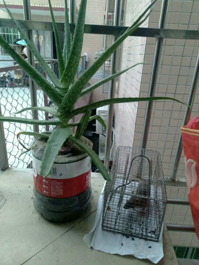 老鼠怎么灭
:家里有老鼠怎么消灭？