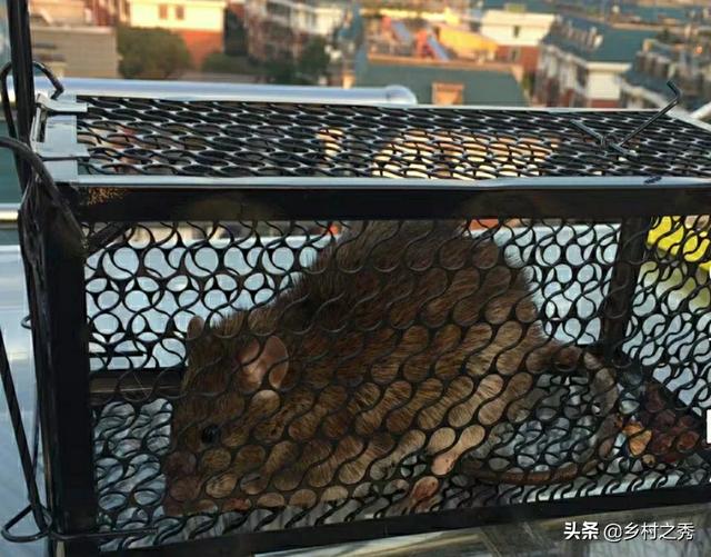 怎么灭老鼠
:不用老鼠药，有什么好办法灭老鼠？