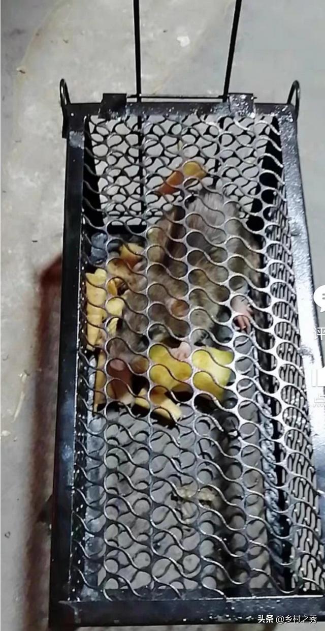 怎么灭老鼠
:不用老鼠药，有什么好办法灭老鼠？