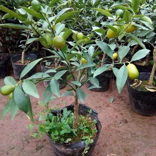 橘子品种
:在室内想种植盆栽的橘子可以吗？什么品种好？
