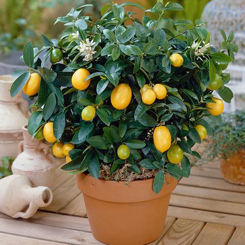 橘子品种
:在室内想种植盆栽的橘子可以吗？什么品种好？