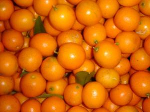 橘子品种
:在室内想种植盆栽的橘子可以吗？什么品种好？