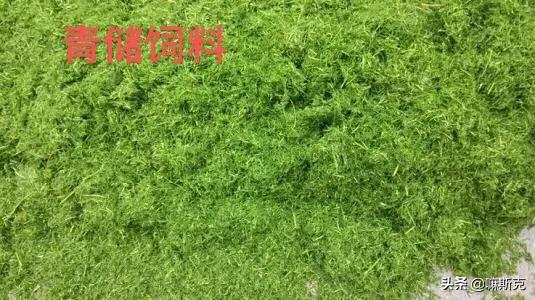 发财致富种植
:今年由于疫情，在家里种植什么最容易让农民发家致富？