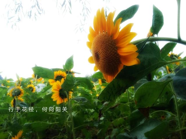 水印在线制作
:怎样在照片上加上自己的名字水印？