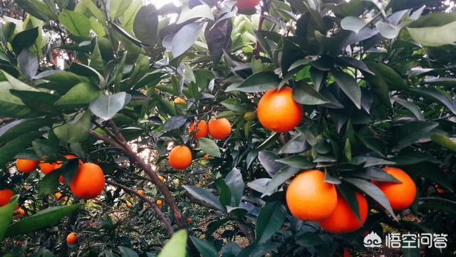 橘子的品种
:农村种植什么品种的橘子比较好？