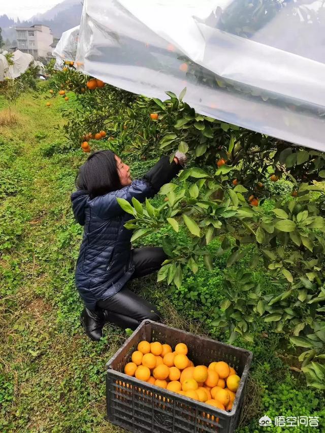 橘子的品种
:农村种植什么品种的橘子比较好？